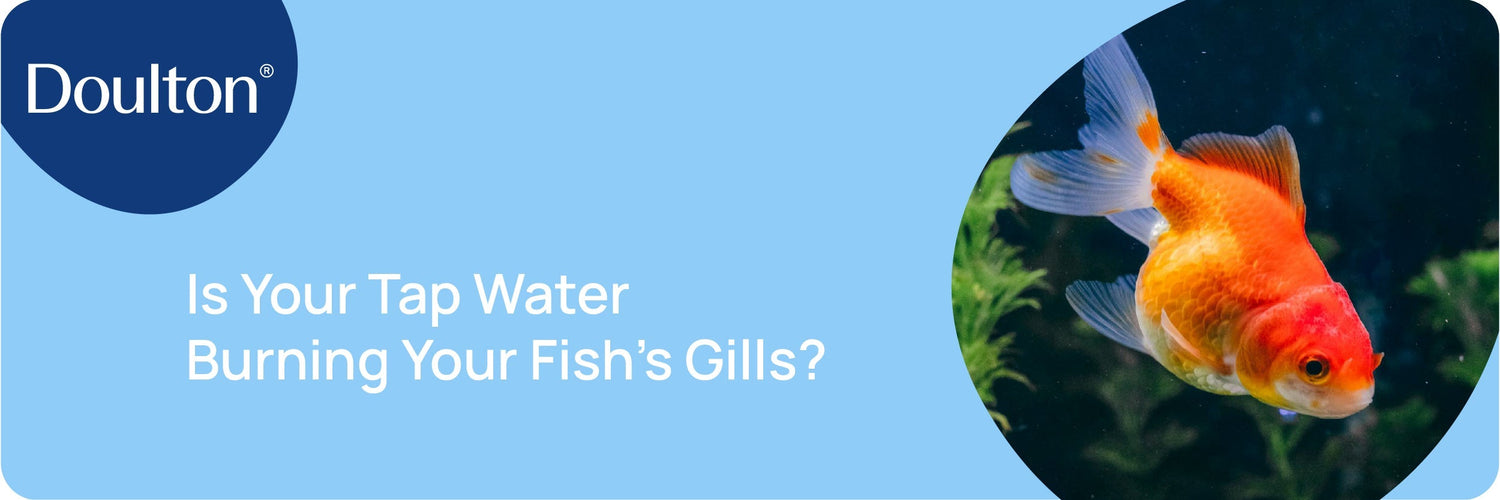 Is Your Tap Water Burning Your Fish's Gills?