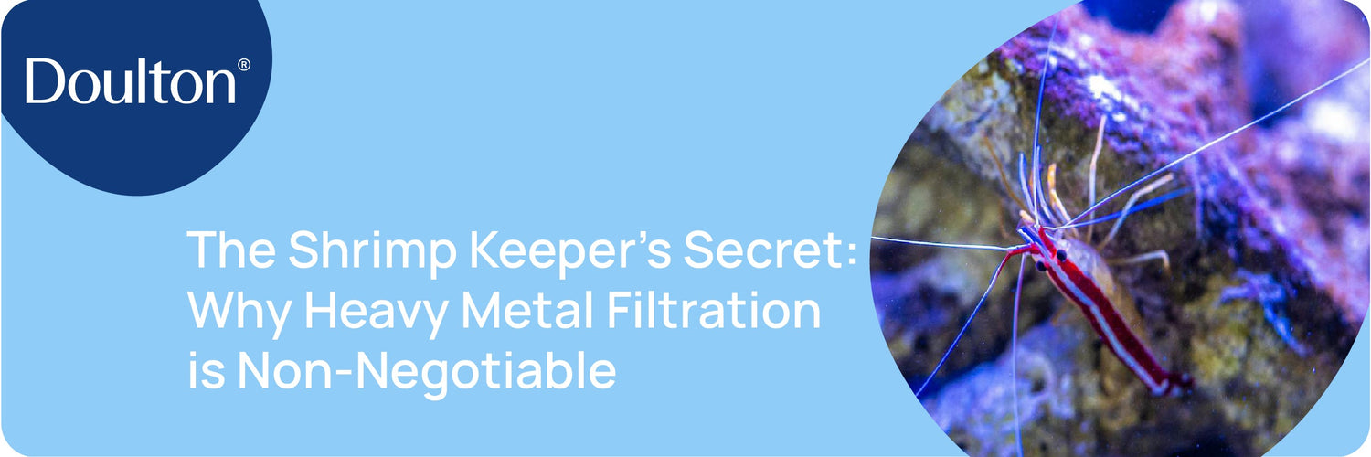 The Shrimp Keeper’s Secret: Why Heavy Metal Filtration is Non-Negotiable