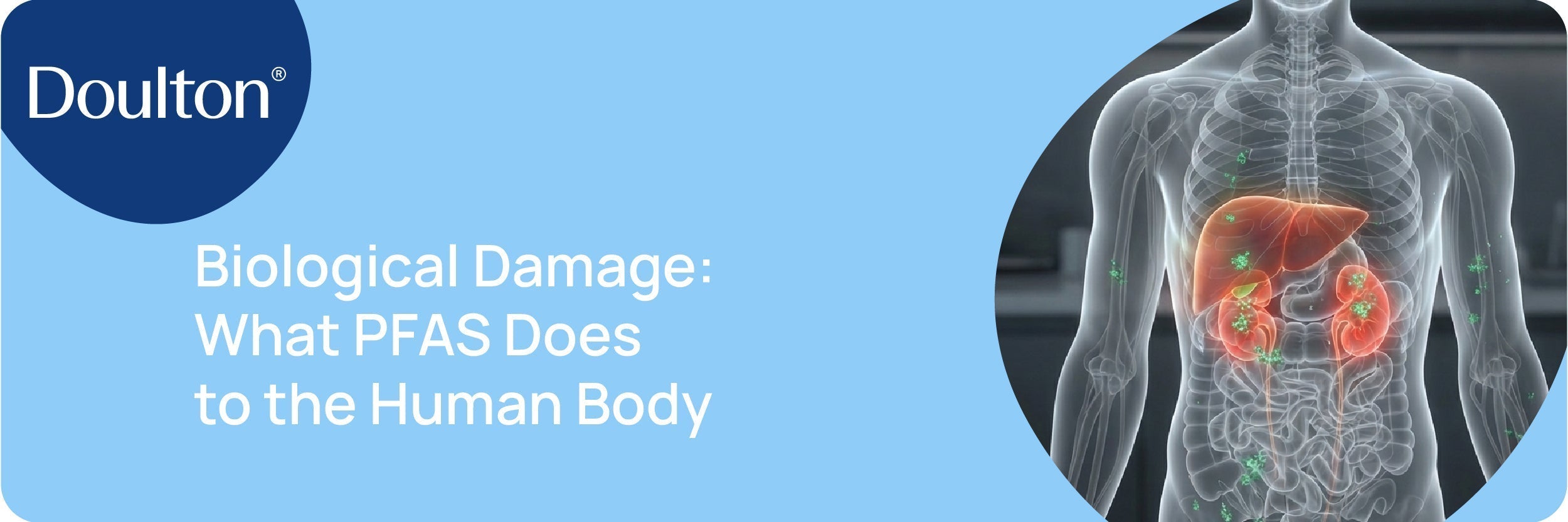 Biological Damage: What PFAS Does to the Human Body